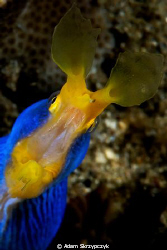 Ribbon eel greeting. by Adam Skrzypczyk 